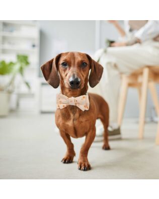 GO! Bow Tie Pet Collar Pattern by Chris Marchini of Rose City Originals