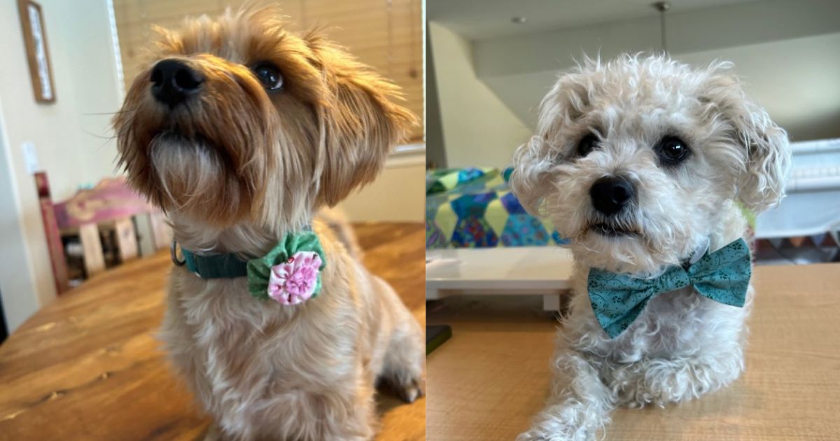 How to Dress up Your Pets for Spring Holidays